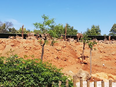 Photos of Cerf De Berb&eacute;rie