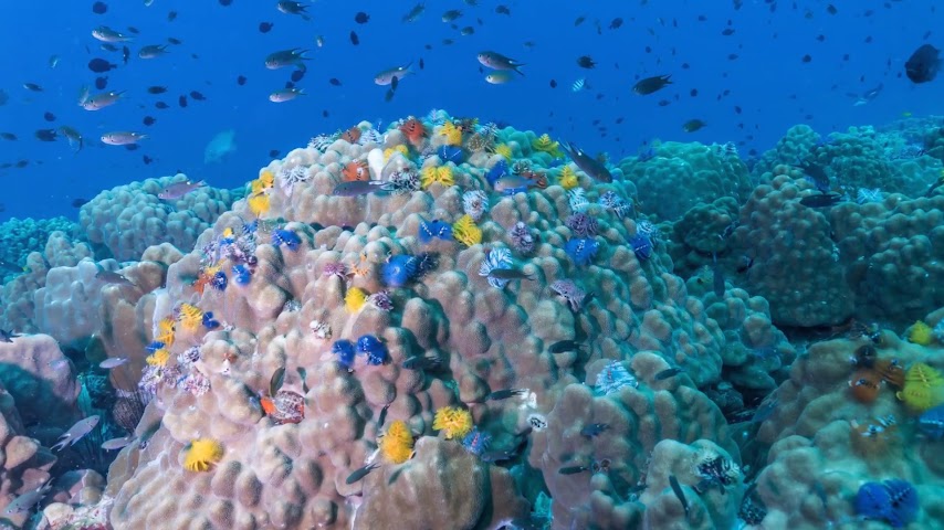 Master Divers by null