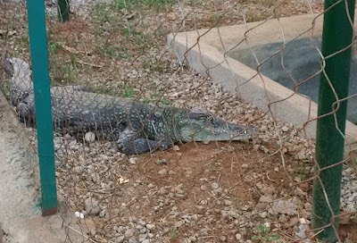 Photos of BMT African Garden