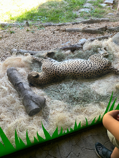 Cheetah exhibit
