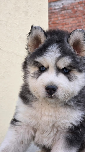 Ultimate quality Siberian husky puppies available in Lucknow for more details please call or what… post image