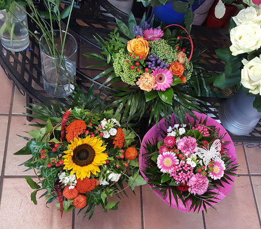 Funkel Blume - Visual