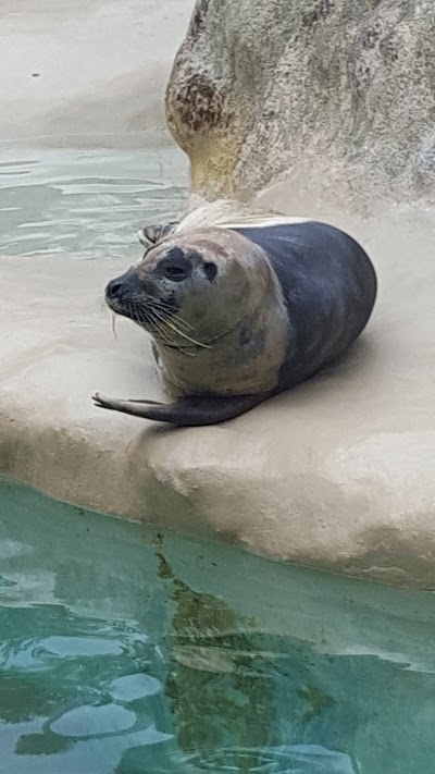 Golden Dome Sea Lion Show