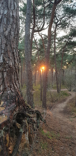 Sonse bos - Thumbnail