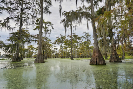 Bayou Teche Experience - Thumbnail