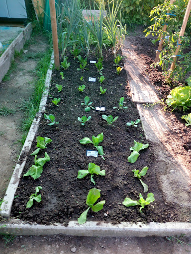Giardineria Gaertnerei Berger Di De Tomas Pinter Marco - Thumbnail