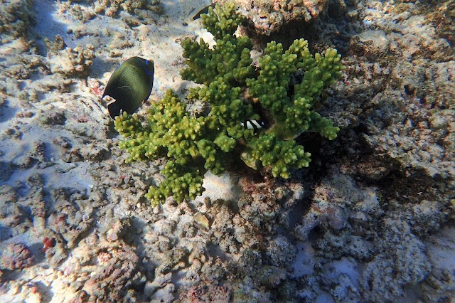 Oyster Stacks Snorkelling Area