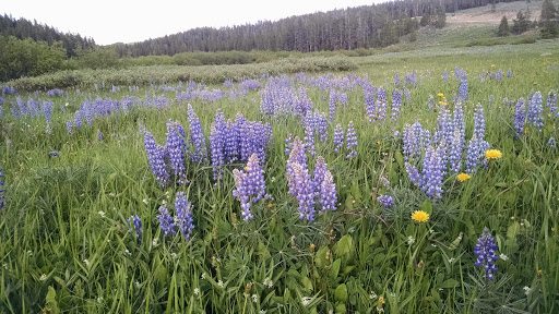 North Tongue Campground - Thumbnail