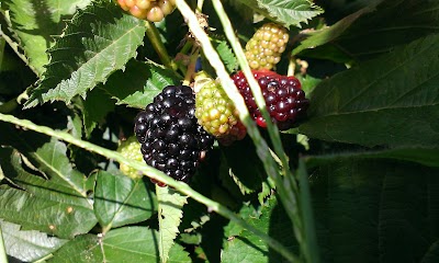 Photos of Garwood Orchards