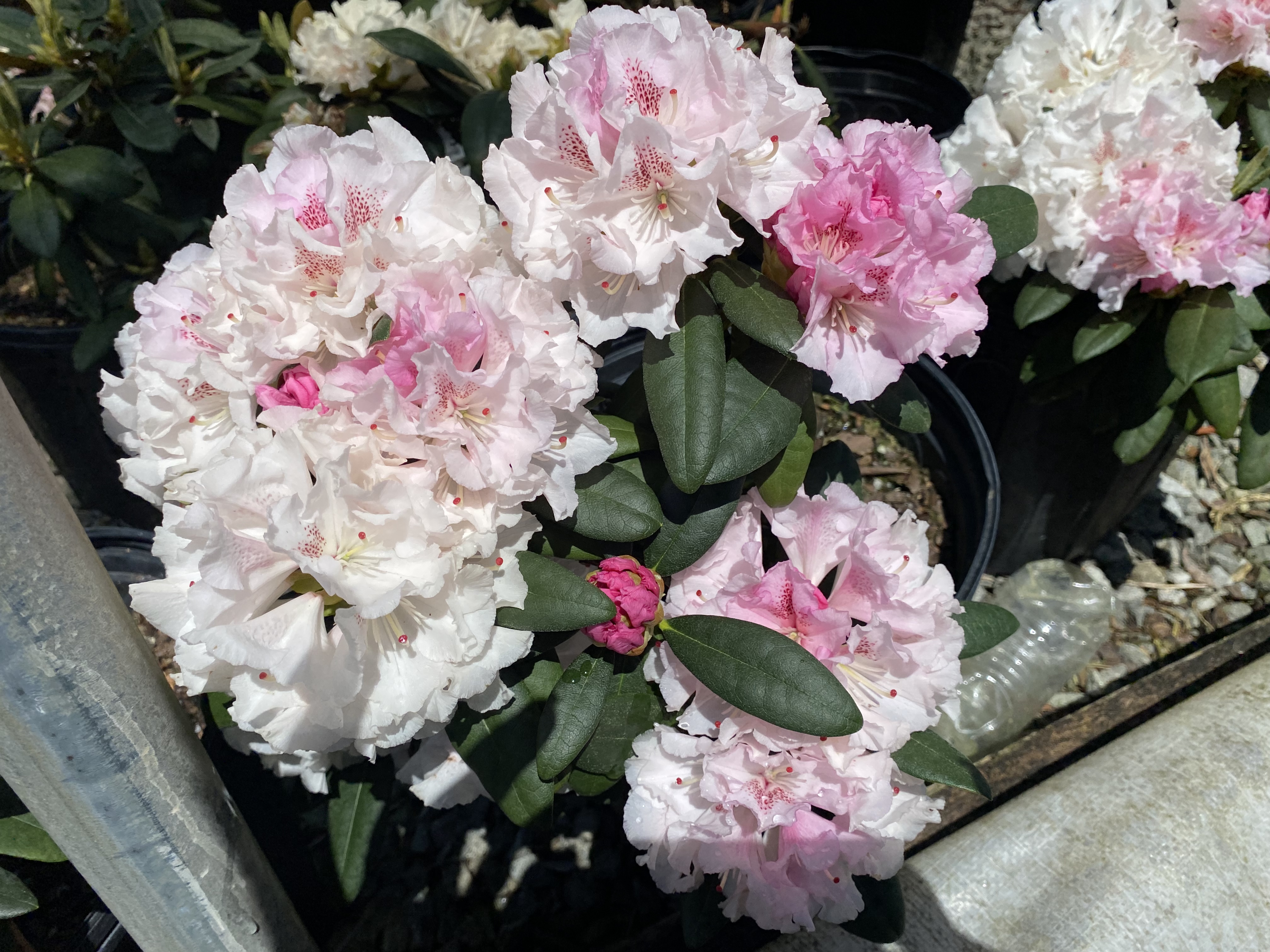 Riverdale Nursery
