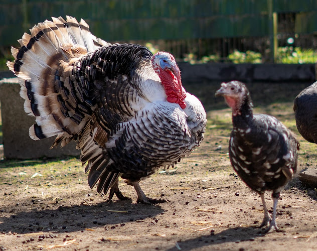 Tierschutzverein Dorsten und die Herrlichkeit Lembeck