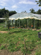 Le Jardin Adelis - Dattes bio et légumes de saisons à Cardonville