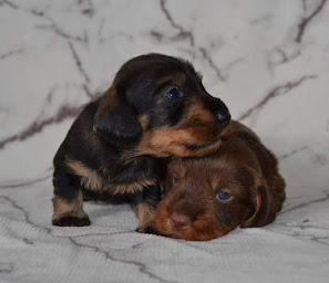 Photo n°15 de Élevage de teckels poils dur et ras LOF, beagles LOF de la Cascade d'Orion à Saint-Hilaire-les-Courbes (Éleveur de chiens)