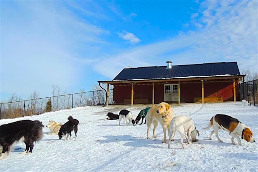 Dogs at Camp GTA - 100 Acres - Hiking & Swimming!