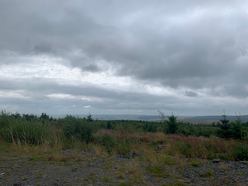 Dyfnant Forest - Thumbnail