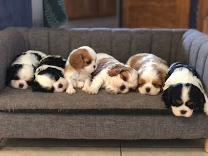 Photo n°22 de Des Cascades de Jade à Ladaux (Éleveur de chiens)