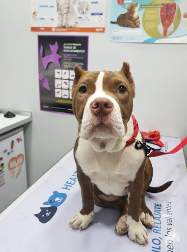 Clínica Veterinaria Mahes