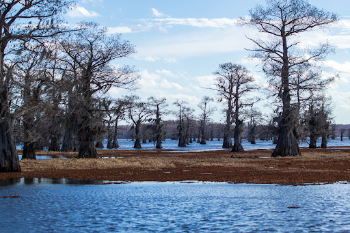 Caddo Lake Bayou Tours - Thumbnail