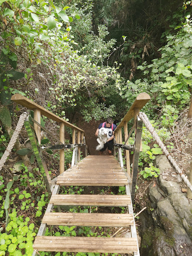 Sendero del Álamo - Thumbnail