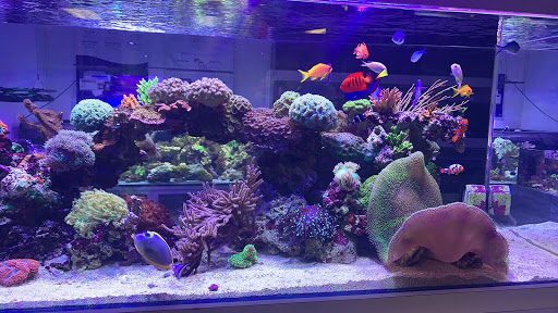 Aquarium Marketing