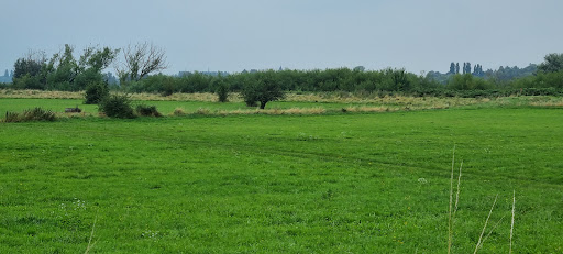 Oude Rijn - Thumbnail