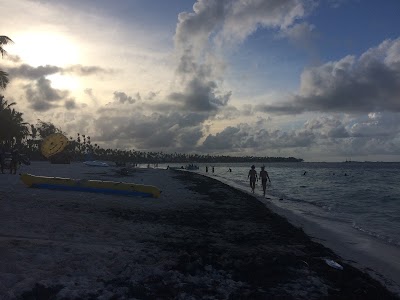Photos of Playa jellyfish