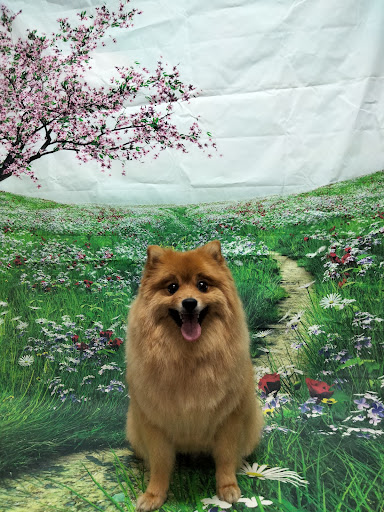 Zootropic - Thumbnail