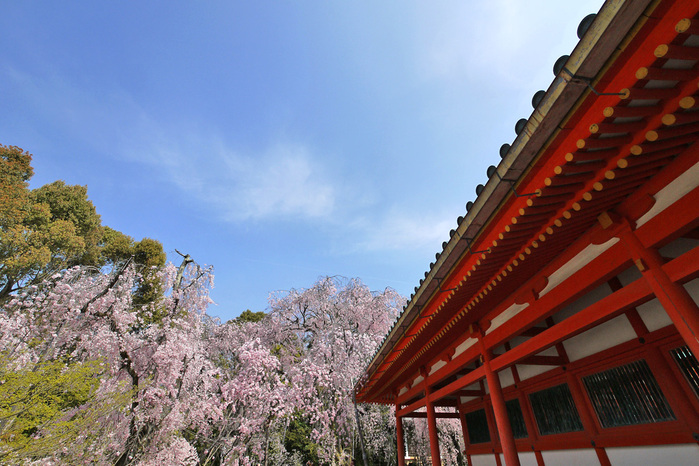 Bijuu Residence Hotel Kyoto by null