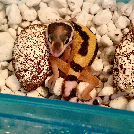 Gulf Coast Gecko - Thumbnail