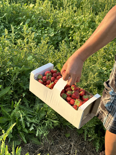 Hicks Farms Ltd. - Thumbnail