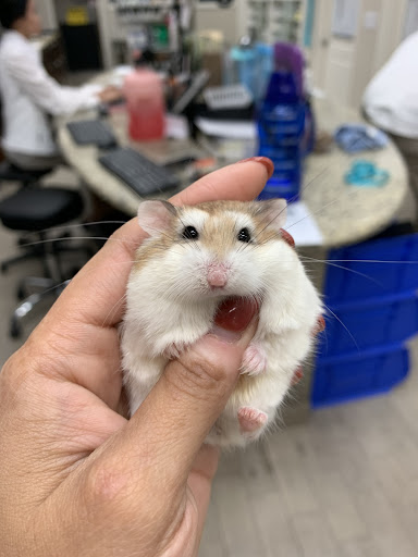 Safari Veterinary Care Centers - Thumbnail