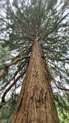 Mammoetbomen (Park Hartenstein) - Thumbnail