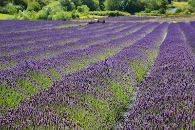 Pelindaba Lavender Farm