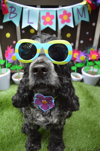 The Funky Mutt Market - Thumbnail
