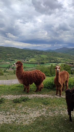 Alpaca Farm Maridiana - Thumbnail