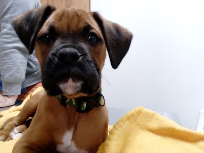 Photos of FISIOTERAPIA VETERINARIA