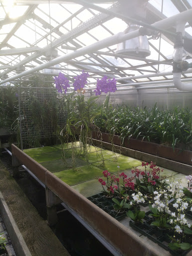 Lemförder Orchideenzucht - Thumbnail