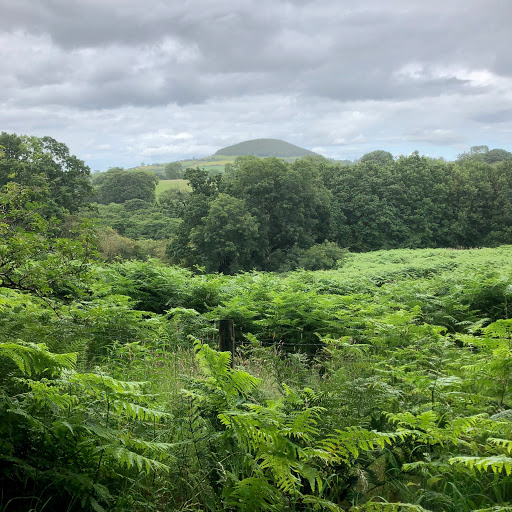 Sheepwash - Visual