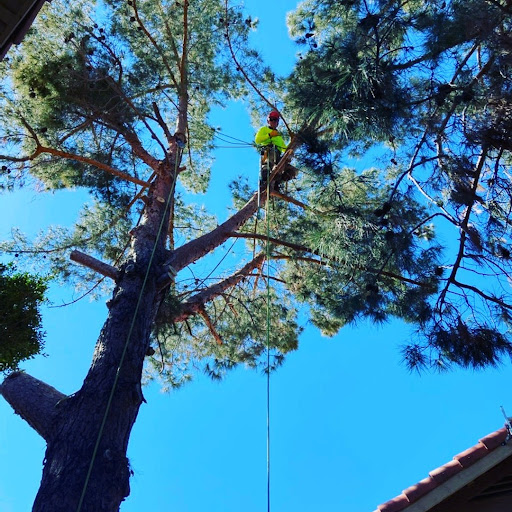 AZ Grown Tree Care