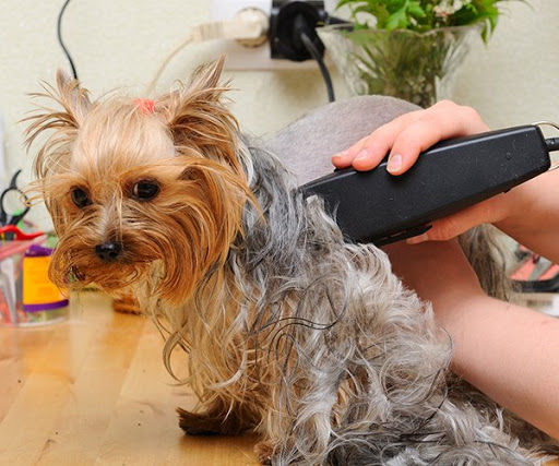 A Precious Pet Resort Gallery - United States