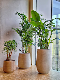 Photo n°2 de Deco Plante à Levallois-Perret (Décorateur.rice floral.e)