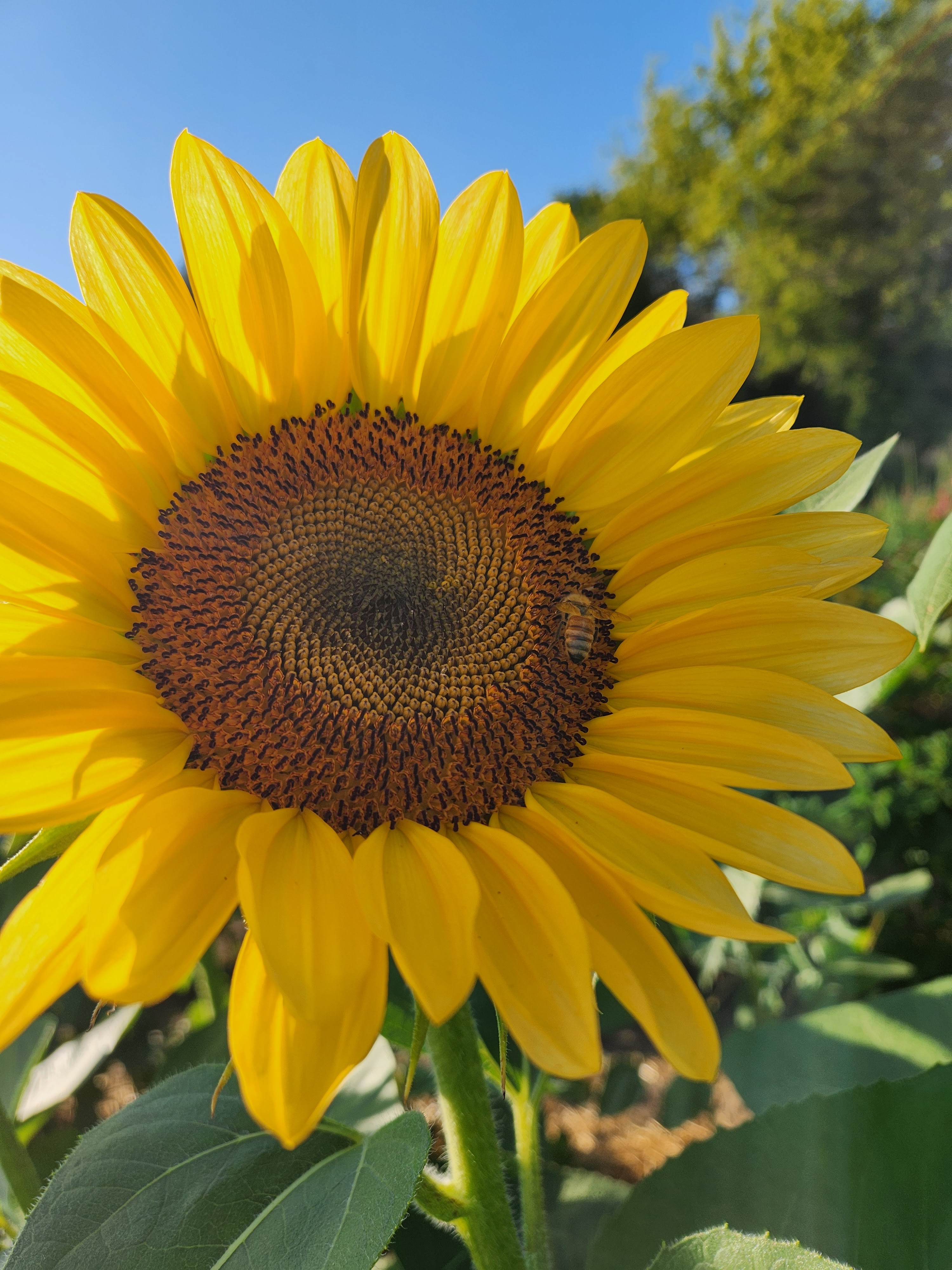Z2B Gardens