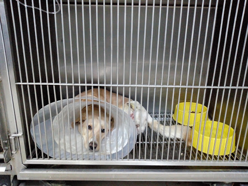 Hospital Veterinario NUCLEOVET (La yegua y el potrillo) San Sebastián el Grande