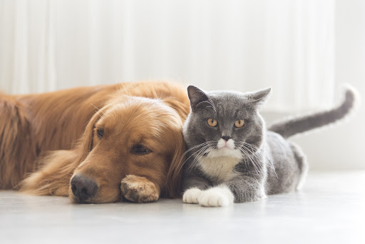 Border Veterinary Centre - Visual