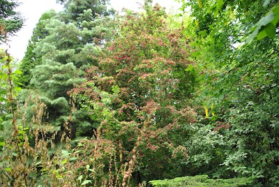 Photos of Audru arboretum