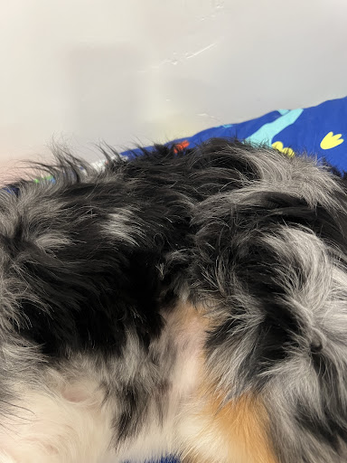 Park City Pet Salon - Thumbnail