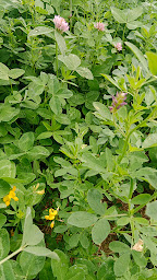 Photo n°5 de GAEC des Blondes à Givron (Ferme)