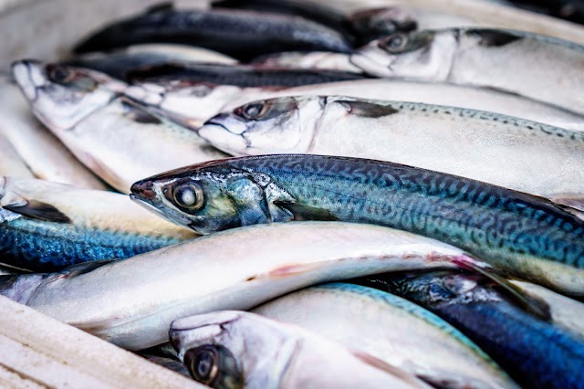 Black Bream