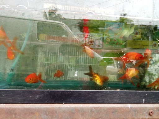 Blow Fish Pet Shop & Acuarium