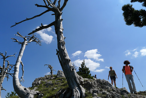 Viaggiare nel Pollino di Giuseppe Cosenza (ufficio non aperto al pubblico) - Thumbnail